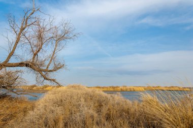 nehir bahar. bahar Nehri Orta Asya'da. Kazakistan bozkır nehir Semirechye. 