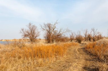 kum bahar bozkır. ağaçlar ve kum mavi gökyüzü arka plan üzerinde. Kazakistan bozkırlarında