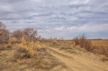 kum bahar bozkır. ağaçlar ve kum mavi gökyüzü arka plan üzerinde. Kazakistan bozkırlarında