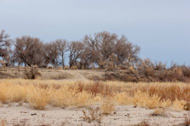 kum bahar bozkır. ağaçlar ve kum mavi gökyüzü arka plan üzerinde. Kazakistan bozkırlarında