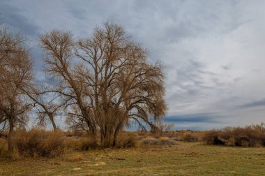 kum bahar bozkır. ağaçlar ve kum mavi gökyüzü arka plan üzerinde. Kazakistan bozkırlarında