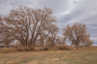 kum bahar bozkır. ağaçlar ve kum mavi gökyüzü arka plan üzerinde. Kazakistan bozkırlarında