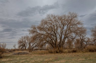 kum bahar bozkır. ağaçlar ve kum mavi gökyüzü arka plan üzerinde. Kazakistan bozkırlarında
