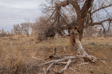 kum bahar bozkır. ağaçlar ve kum mavi gökyüzü arka plan üzerinde. Kazakistan bozkırlarında