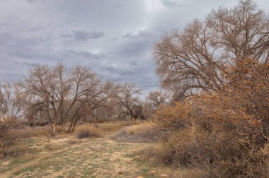 kum bahar bozkır. ağaçlar ve kum mavi gökyüzü arka plan üzerinde. Kazakistan bozkırlarında