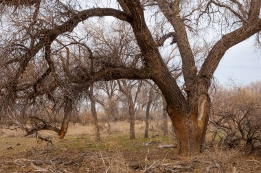 bahar bozkır. Doğa kıştan sonra uyanır. çölde ağaçlar geçen yılki çim