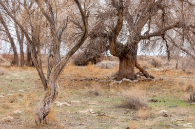 bahar bozkır. Doğa kıştan sonra uyanır. çölde ağaçlar geçen yılki çim
