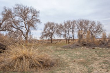 bahar bozkır. Doğa kıştan sonra uyanır. çölde ağaçlar geçen yılki çim