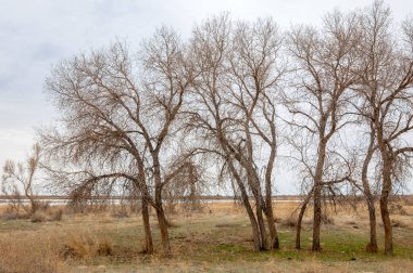 bahar bozkır. Doğa kıştan sonra uyanır. çölde ağaçlar geçen yılki çim