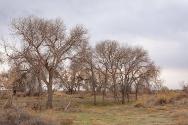 bahar bozkır. Doğa kıştan sonra uyanır. çölde ağaçlar geçen yılki çim