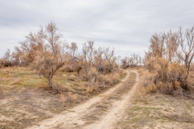 bahar bozkır. Doğa kıştan sonra uyanır. çölde ağaçlar geçen yılki çim