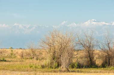 erken yaz aylarında bozkır
