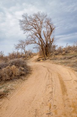 bahar bozkır. Doğa kıştan sonra uyanır. çölde ağaçlar geçen yılki çim