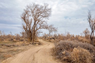 bahar bozkır. Doğa kıştan sonra uyanır. çölde ağaçlar geçen yılki çim
