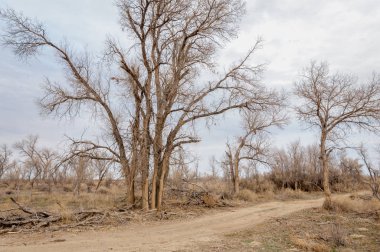 bahar bozkır. Doğa kıştan sonra uyanır. çölde ağaçlar geçen yılki çim