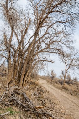 bahar bozkır. Doğa kıştan sonra uyanır. çölde ağaçlar geçen yılki çim