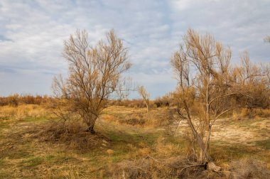 bahar bozkır. Doğa kıştan sonra uyanır. çölde ağaçlar geçen yılki çim
