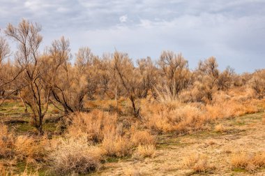 bahar bozkır. Doğa kıştan sonra uyanır. çölde ağaçlar geçen yılki çim