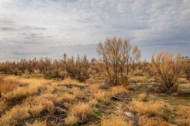 bahar bozkır. Doğa kıştan sonra uyanır. çölde ağaçlar geçen yılki çim