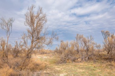 bahar bozkır. Doğa kıştan sonra uyanır. çölde ağaçlar geçen yılki çim