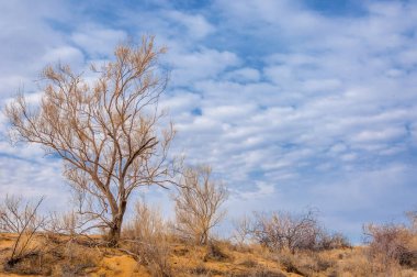 bahar bozkır. Doğa kıştan sonra uyanır. çölde ağaçlar geçen yılki çim