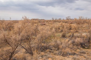 bahar bozkır. Doğa kıştan sonra uyanır. çölde ağaçlar geçen yılki çim