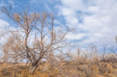 bahar bozkır. Doğa kıştan sonra uyanır. çölde ağaçlar geçen yılki çim