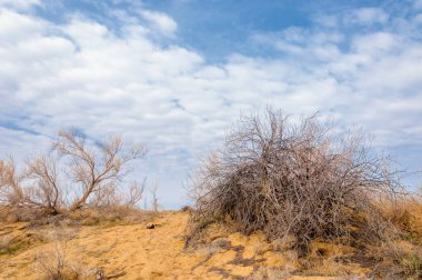 bahar bozkır. Doğa kıştan sonra uyanır. çölde ağaçlar geçen yılki çim