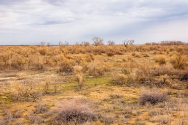 bahar bozkır. Doğa kıştan sonra uyanır. çölde ağaçlar geçen yılki çim