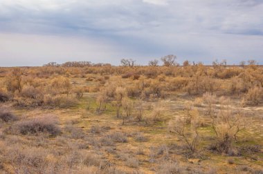 bahar bozkır. Doğa kıştan sonra uyanır. çölde ağaçlar geçen yılki çim