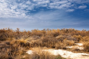 bahar bozkır. Doğa kıştan sonra uyanır. çölde ağaçlar geçen yılki çim