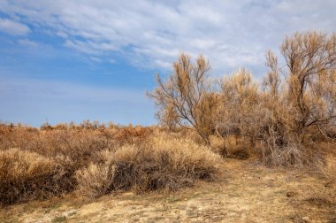 bahar bozkır. Doğa kıştan sonra uyanır. çölde ağaçlar geçen yılki çim