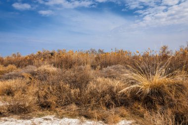 bahar bozkır. Doğa kıştan sonra uyanır. çölde ağaçlar geçen yılki çim