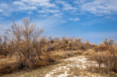 bahar bozkır. Doğa kıştan sonra uyanır. çölde ağaçlar geçen yılki çim