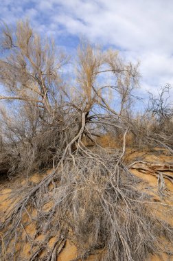 bahar bozkır. Doğa kıştan sonra uyanır. çölde ağaçlar geçen yılki çim