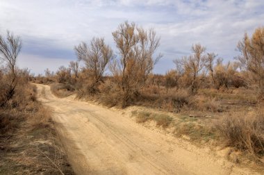 bahar bozkır. Doğa kıştan sonra uyanır. çölde ağaçlar geçen yılki çim