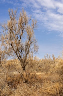 bahar bozkır. Doğa kıştan sonra uyanır. çölde ağaçlar geçen yılki çim