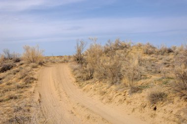 bahar bozkır. Doğa kıştan sonra uyanır. çölde ağaçlar geçen yılki çim