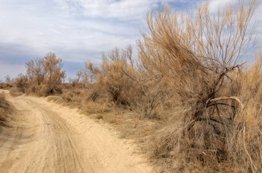 bahar bozkır. Doğa kıştan sonra uyanır. çölde ağaçlar geçen yılki çim