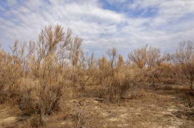 bahar bozkır. Doğa kıştan sonra uyanır. çölde ağaçlar geçen yılki çim