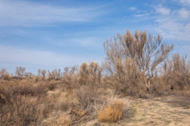 bahar bozkır. Doğa kıştan sonra uyanır. çölde ağaçlar geçen yılki çim