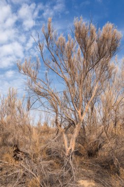 bahar bozkır. Doğa kıştan sonra uyanır. çölde ağaçlar geçen yılki çim