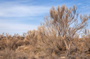 bahar bozkır. Doğa kıştan sonra uyanır. çölde ağaçlar geçen yılki çim