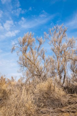 bahar bozkır. Doğa kıştan sonra uyanır. çölde ağaçlar geçen yılki çim