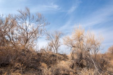 bahar bozkır. Doğa kıştan sonra uyanır. çölde ağaçlar geçen yılki çim
