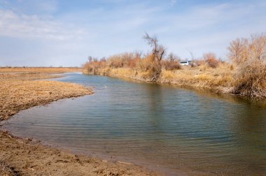 bahar bozkır. Doğa kıştan sonra uyanır. çölde ağaçlar geçen yılki çim