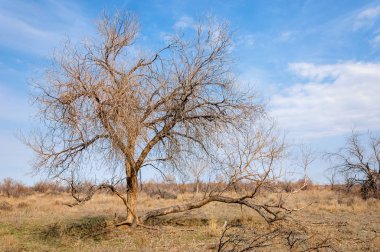 bahar bozkır. Doğa kıştan sonra uyanır. çölde ağaçlar geçen yılki çim