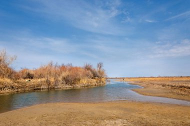 bahar bozkır. Doğa kıştan sonra uyanır. çölde ağaçlar geçen yılki çim