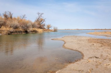 bahar bozkır. Doğa kıştan sonra uyanır. çölde ağaçlar geçen yılki çim