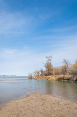 bahar bozkır. Doğa kıştan sonra uyanır. çölde ağaçlar geçen yılki çim